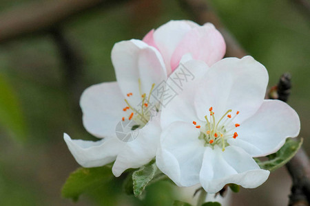 蟹都汇蟹苹果树盛开所有的树枝上都布满了花蕾和新鲜的白色和粉红色的花朵春天的欢乐和美背景