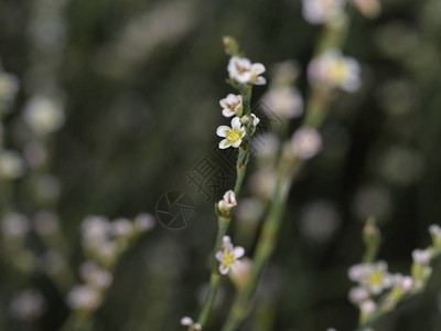 马尾的Knotgrass多金正立方体图片