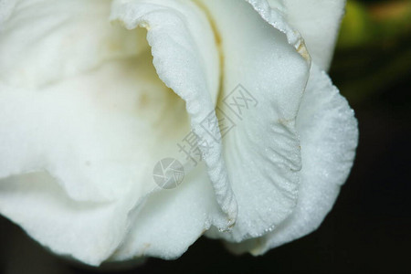 白色普通栀子花或茉莉花图片