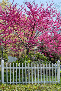 开花的春天紫荆树前景是白色的栅栏图片