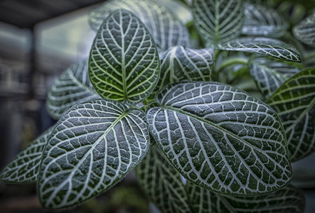 绿色fittonia叶子植物图片