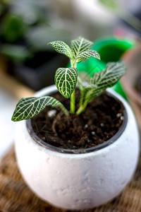 白色花盆中的绿色fittonia室内植物高清图片