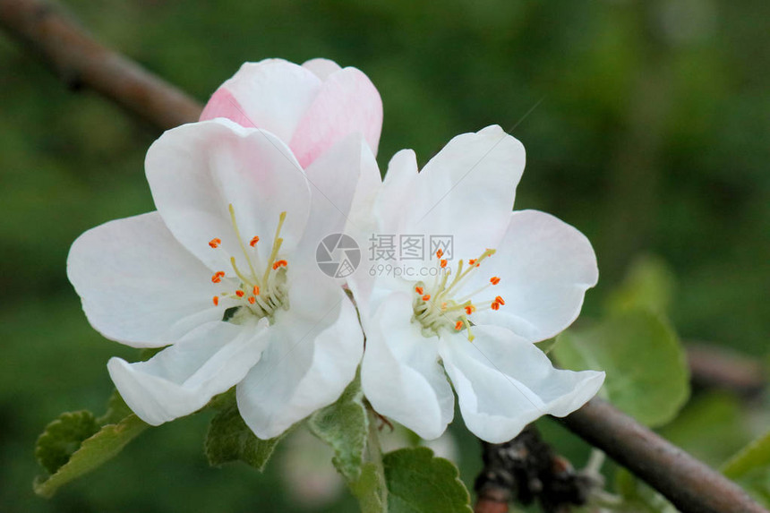 蟹苹果树盛开所有的树枝上都布满了花蕾和新鲜的白色和粉红色的花朵春天的欢乐和美图片