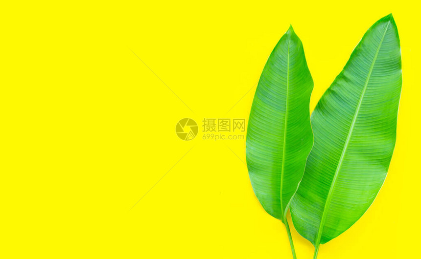 黄色背景上的蕉叶复制空间图片