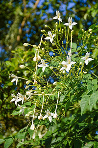 自然花园中的Millingtoniahortensis花背景图片