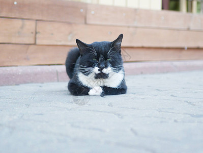 黑白猫躺在铺路板上看着摄像机长图片