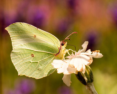 一只孤立的浅绿色硫磺蝴蝶坐在花蜜上喝花蜜的户外彩色肖像图片