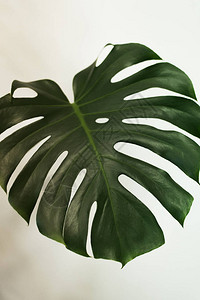 叶家植物棕榈叶白色背景中的植物图片
