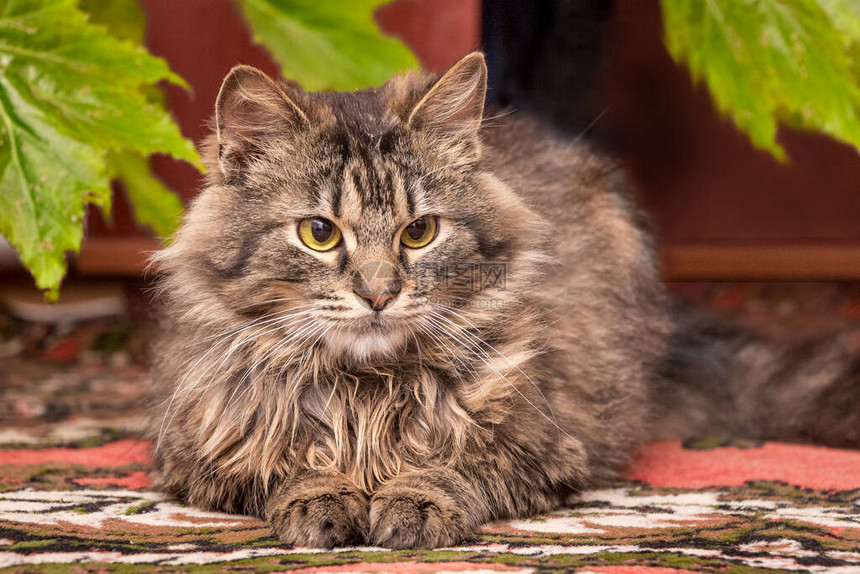 一只毛条纹猫坐在室内植物图片