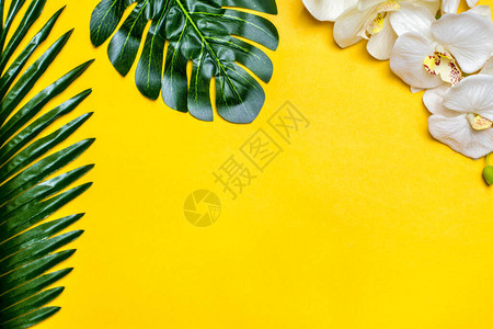 棕榈热带树叶的美丽花卉背景图片