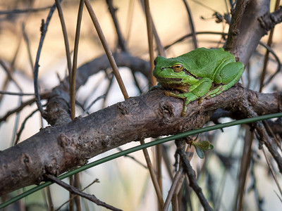自然环境中的绿色树蛙图片