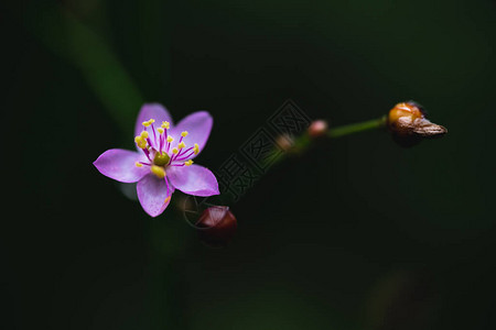 小紫色鲜花在大自然中图片