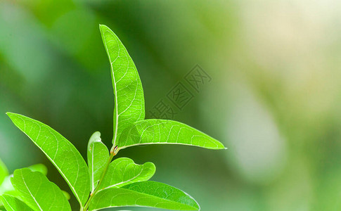 花园绿色叶子抽象背景的图片