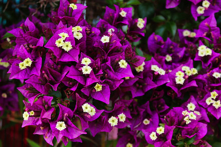 一群紫色和白色的花朵图片