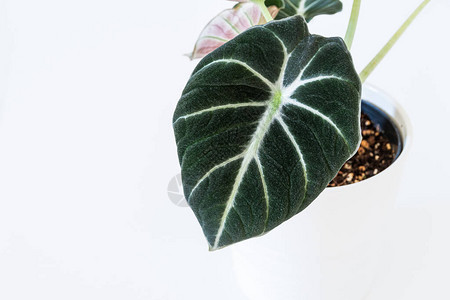 海芋黑丝绒叶白色背景上的热带盆栽植物异国情调的时尚背景图片