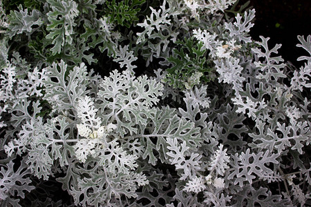 深色背景上的白色植物俱乐部花的白色花瓣花坛里的花朵是灰色图片