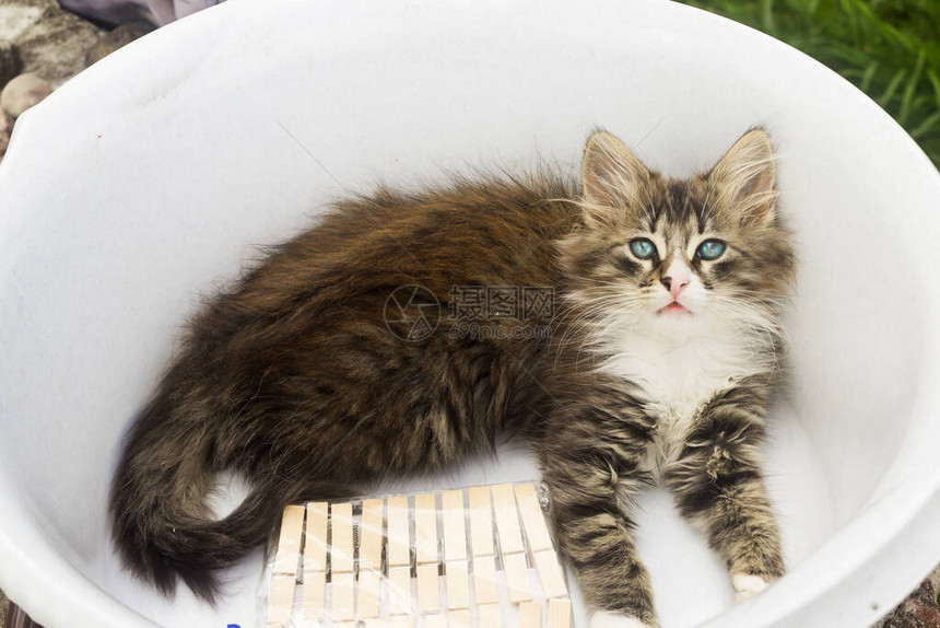 一只小猫坐在洗衣盆里图片
