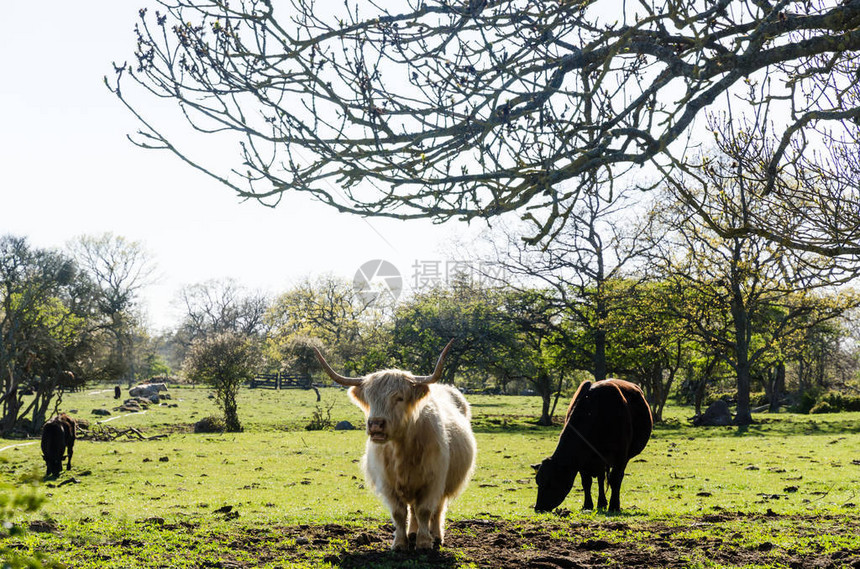 在霍恩斯湾的绿牧场中养牛在瑞典奥兰岛保图片