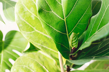 从FicusLyrata无花果树上长出的新鲜绿叶图片