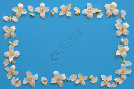 茉莉花朵的顶端景色平坦的躺下光蓝背景图片