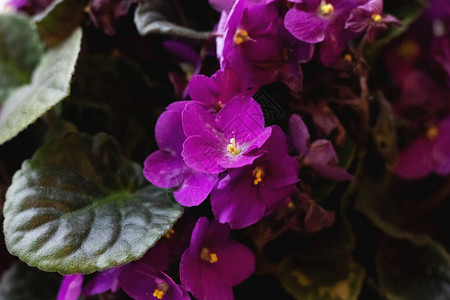 小紫花的家用植物近图片