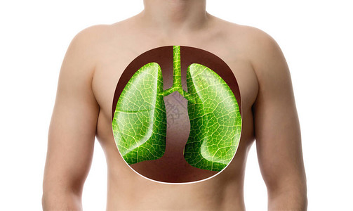 人体肺部的创意形象带有绿叶纹理的肺部健康的呼吸系背景图片