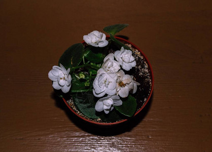 近照的紫罗兰种植家用白花和绿图片