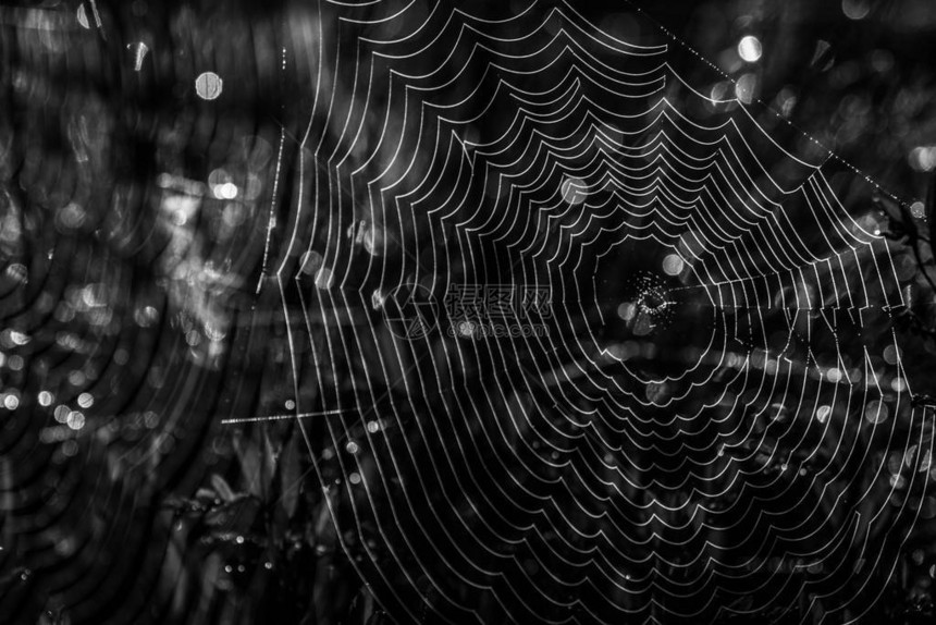 黑暗森林中的蜘蛛网图片