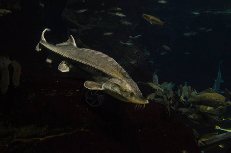 与其它鱼类一起在水族馆中漂浮的背景图片