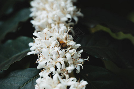 深色咖啡树上的白咖啡花图片