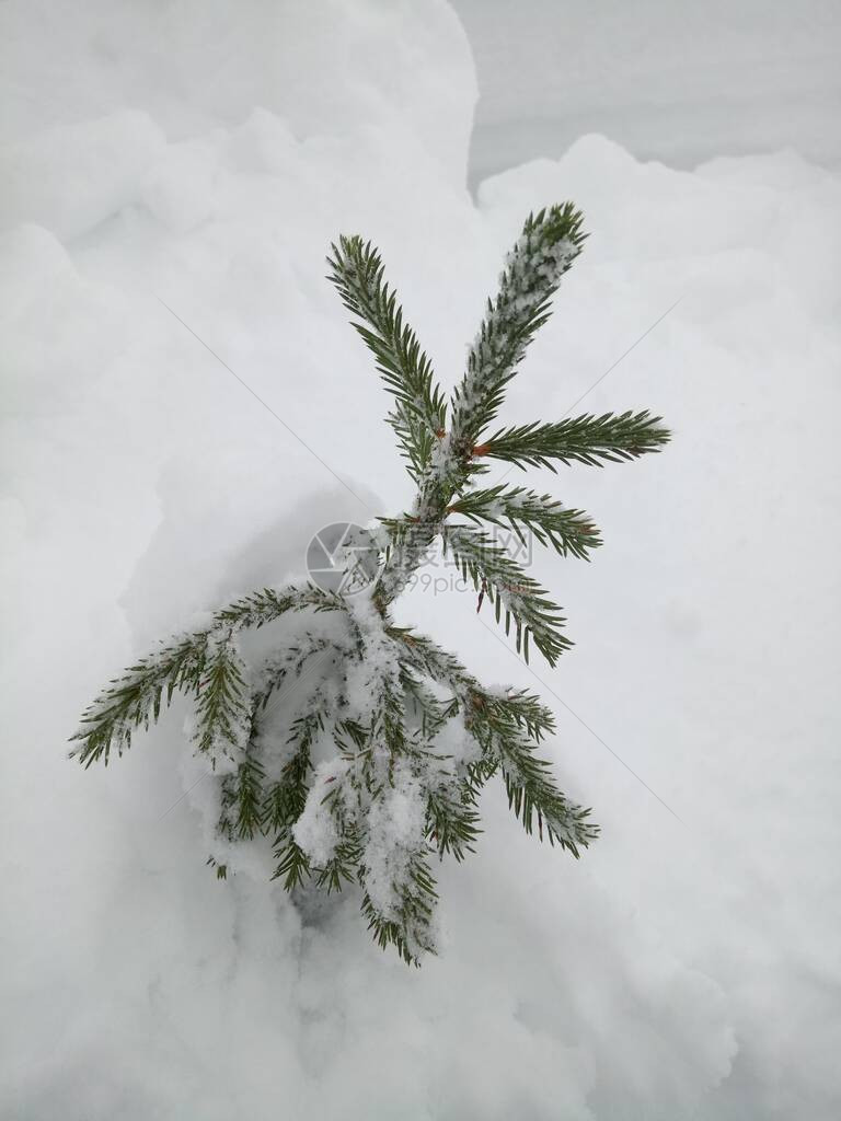 小圣诞树被雪覆盖到头顶图片