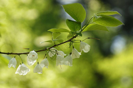 五月在阿布尔顿开花的白花在模糊的背景图片