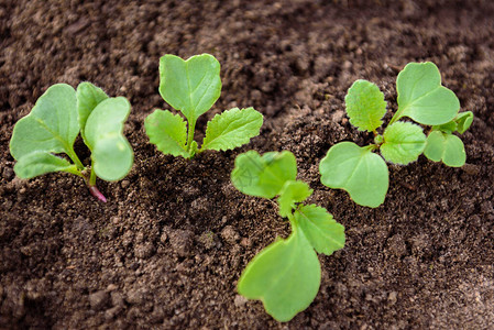 植树苗农业概念从土壤种子中图片