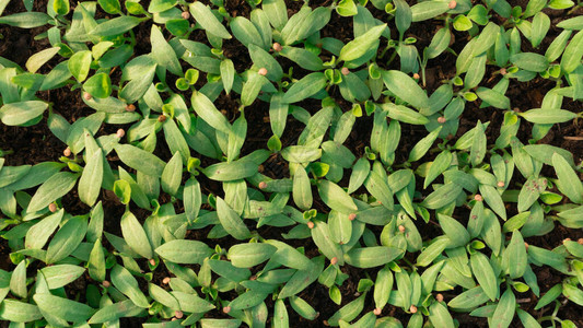 温室中的茄子幼苗小豆芽平躺花卉农业农业综合企业在家种植蔬菜有机蔬菜农图片