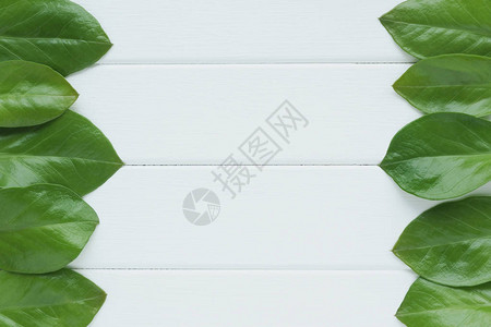 白色木背景上的深绿色大叶平板布局顶视图片
