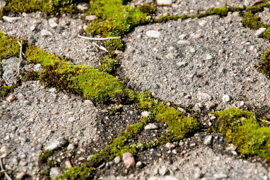 鲜绿色的苔藓长在旧沥青上图片
