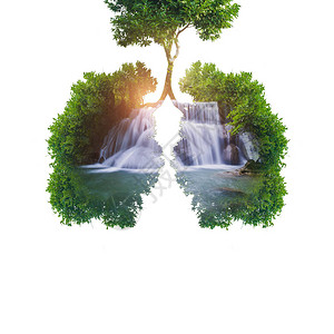 绿树肺图片