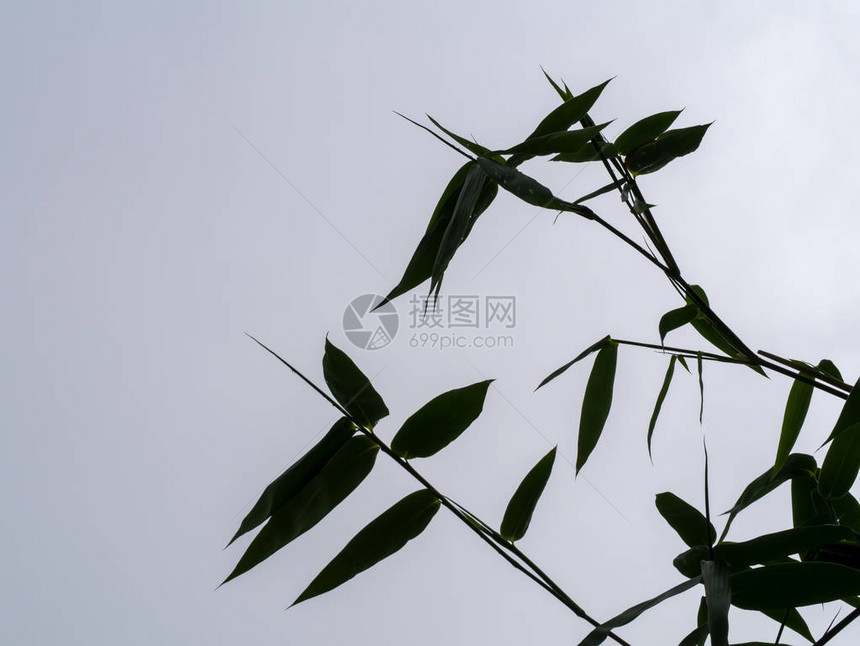 在雨季剪影竹叶与灰色背景图片