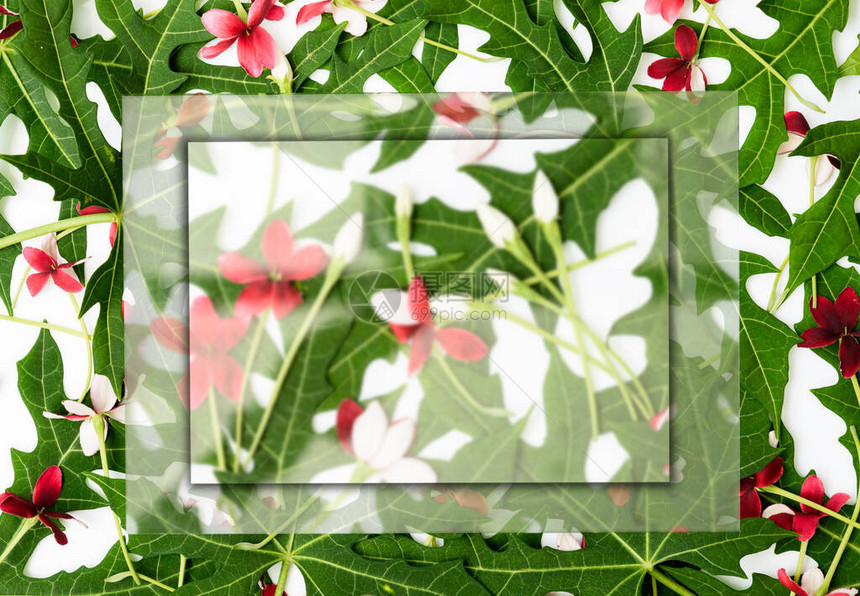 平面设计绿色叶型和白底带复制空间的红花Chaya树图片