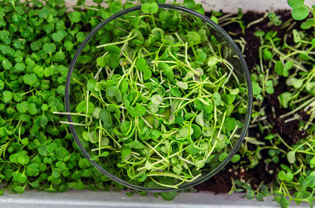 为生菜芝麻菜芥末种植健康沙拉的种子新鲜图片