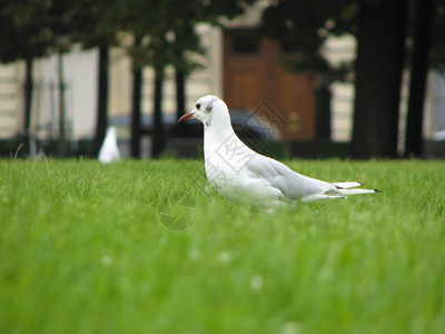 绿草上的白鸟图片