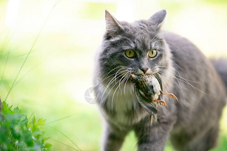 用嘴里的鸟猎物狩猎缅因浣熊猫图片