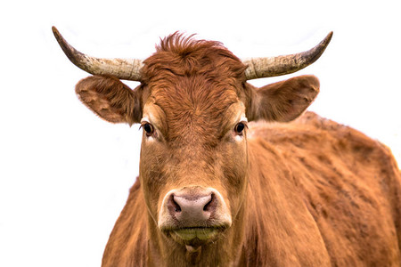 白色背景上长着角的年轻牛的可爱奶牛肖像图片