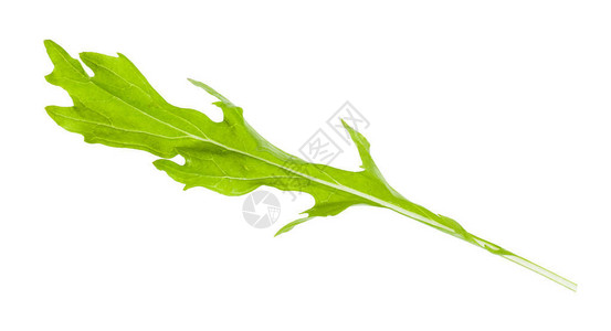 白底绝缘的日本芥子绿菜植物新树叶M图片