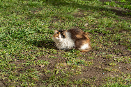 长发乌龟壳猫躺在地上青草附近无家可归的三色猫放图片