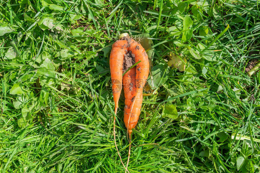 草地上变形的奇异胡萝卜图片