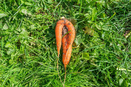 草地上变形的奇异胡萝卜图片