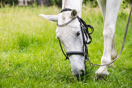 一匹吃草的白马的肖像紧贴图片