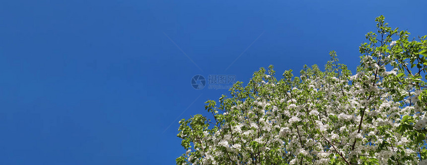 在蓝天对面盛开的梨子春花图片
