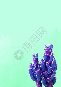 薄荷绿背景上超现实主义风格的鲜紫色蓝仙图片